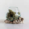 Glass Planter/Vase on Natural Wood Base