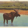 Bull Moose vintage postcard