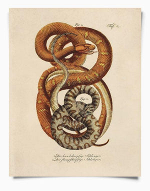 Vintage French Snake Print