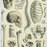 Hardcover Skeleton Journal