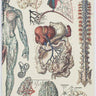 Vasular Anatomy Hardcover Journal