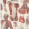 Muscle Anatomy Softcover Notebook
