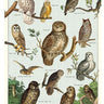 Owl Chart Poster