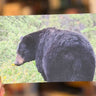 Black Bear Postcard