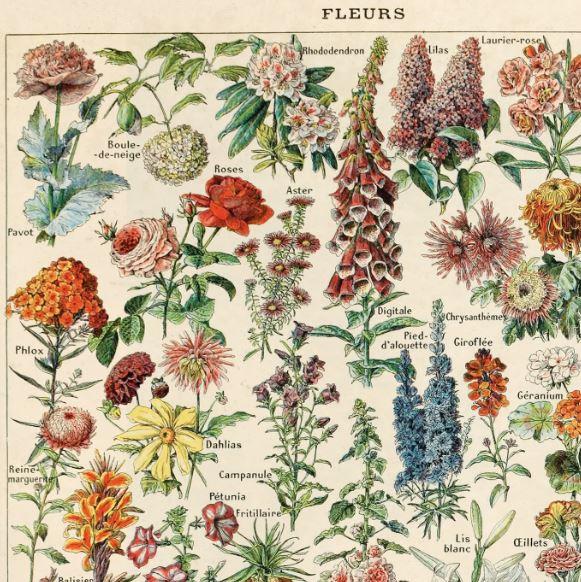 a close up of a digital print of a vintage botanical print