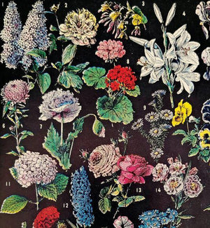 Fleurs 2 Vintage Botanical Print - 11"x14"
