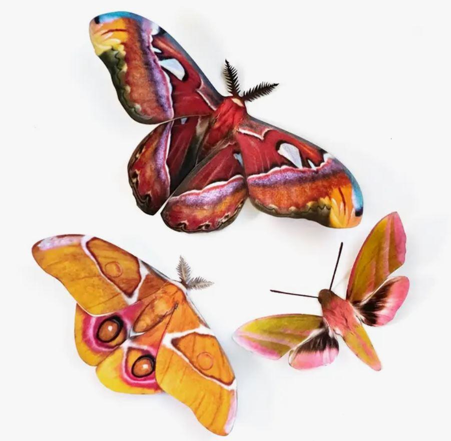 Amber Atlas Moth Set Decor