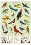 Bird Watching Poster