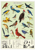 Bird Watching Poster