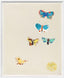 Papillon et Fleurs I - Framed Print