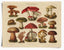 Vintage German Pilze 2 Mushroom Print