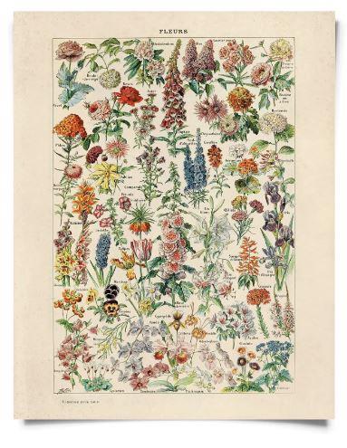 Flower Garden Vintage Botanical Print in size 11x14 inches