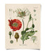 Poppy Flower Vintage Print - 11