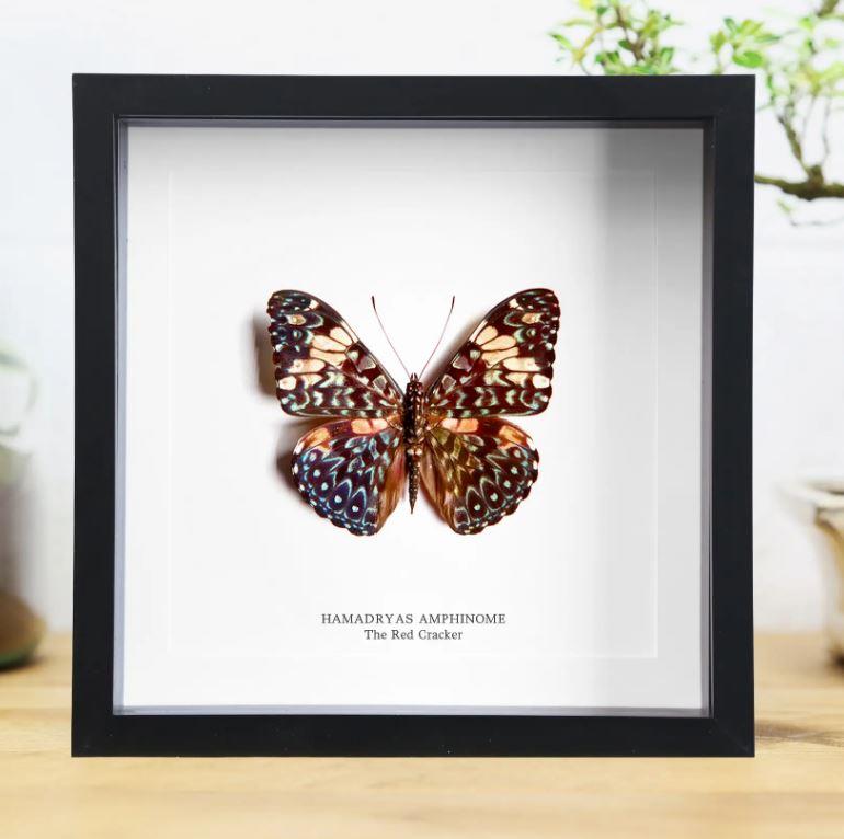 the red cracker butterfly wall decor