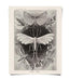 Haeckel Moth 11x14