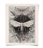 Vintage Haeckel Moth Print is an 8 inch by 10 inch wall decor. Add some interest to your home decor with this moth insect wall hanging. In black and white the vintage reproduction will surely be a conversation starter.