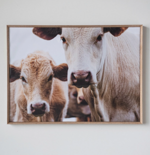 Cows in Pasture Wall Decor, bring home some new friends to watch over you in your living room or office. The wall decor features two cows.