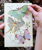 Spring Luna Moth Decor Set